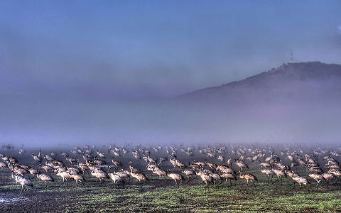 Grus grus in the fog A large population of Grus Grus (Common Cranes) in the fog. Aves,Common Crane,Crane,Geotagged,Grus grus,Israel,birds,fog