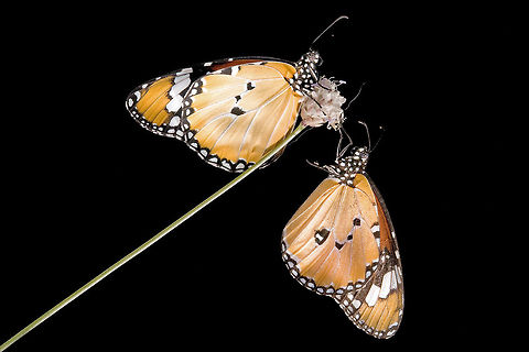 Two butterflies  Danaus chrysippus,Geotagged,Israel,butterfly,insects,macro