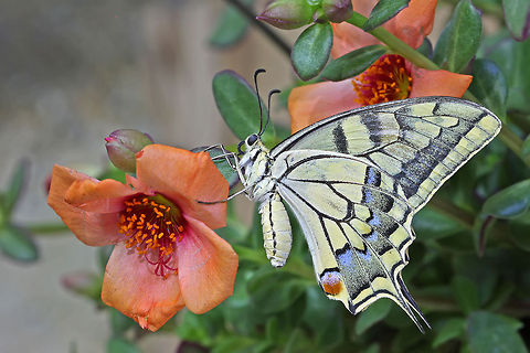 Big Butterfly  Butterfly,Insects,Macro,Old World swallowtail,Papilio machaon,Swallowtails