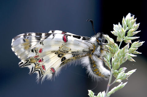Beautiful butterfly Lady in White.  Allancastria cerisyi,butterfly,insects,macro