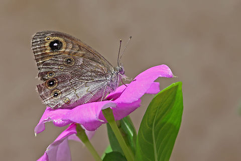 A butterfly and flower  Geotagged,Israel,Large Wall Brown,Lasiommata maera,butterfly,insects,macro
