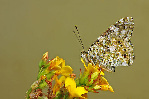 A butterfly on Yellow Vanessa cardui a common butterfly in most parts of pale-arctic.   Vanessa cardui,butterfly,insects,macro