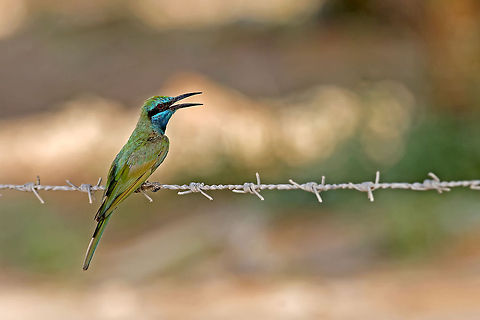 Little Green Bee-eater A little colorful bee-eater sits on barbwire. Bee-eater,Birds,Green Bee-eater,Little Green,Merops,Merops orientalis