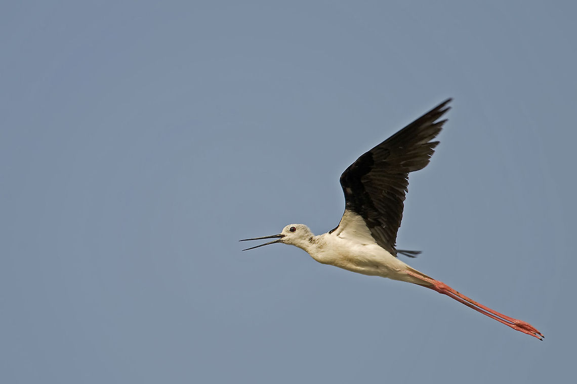 Black winged Stilt A black winged Stilt fully stretched during flight. Aves,Birds,Black-winged Stilt,Himantopus himantopus,black winged stilt,himantopus himantopus