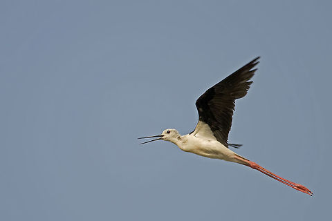 Black winged Stilt A black winged Stilt fully stretched during flight. Aves,Birds,Black-winged Stilt,Himantopus himantopus,black winged stilt,himantopus himantopus