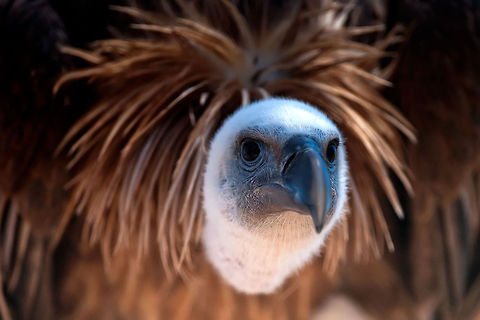 close to eagle  Aves,Eagle,Geotagged,Griffon Vulture,Gyps,Gyps fulvus,Israel