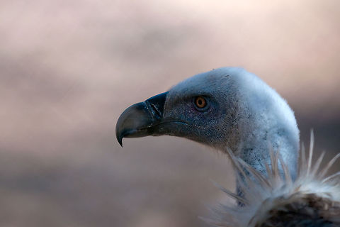 Vulture view  Aves,Geotagged,Griffon Vulture,Gyps,Gyps fulvus,Israel,Vulture
