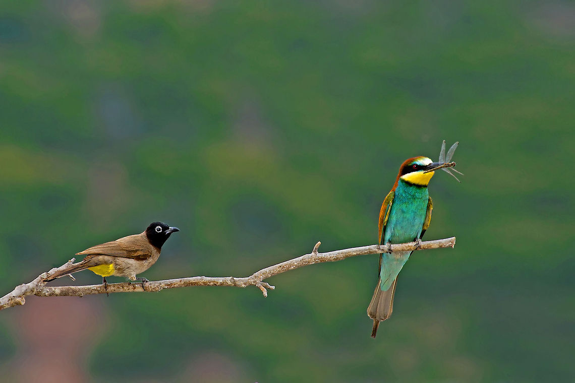 Pycnonotus & Bee eater! Pycnonotus  Bee eater dragonfly Anisoptera,Bee-eater,Birds,European Bee-eater,Merops apiaster,Odonata,Pycnonotus
