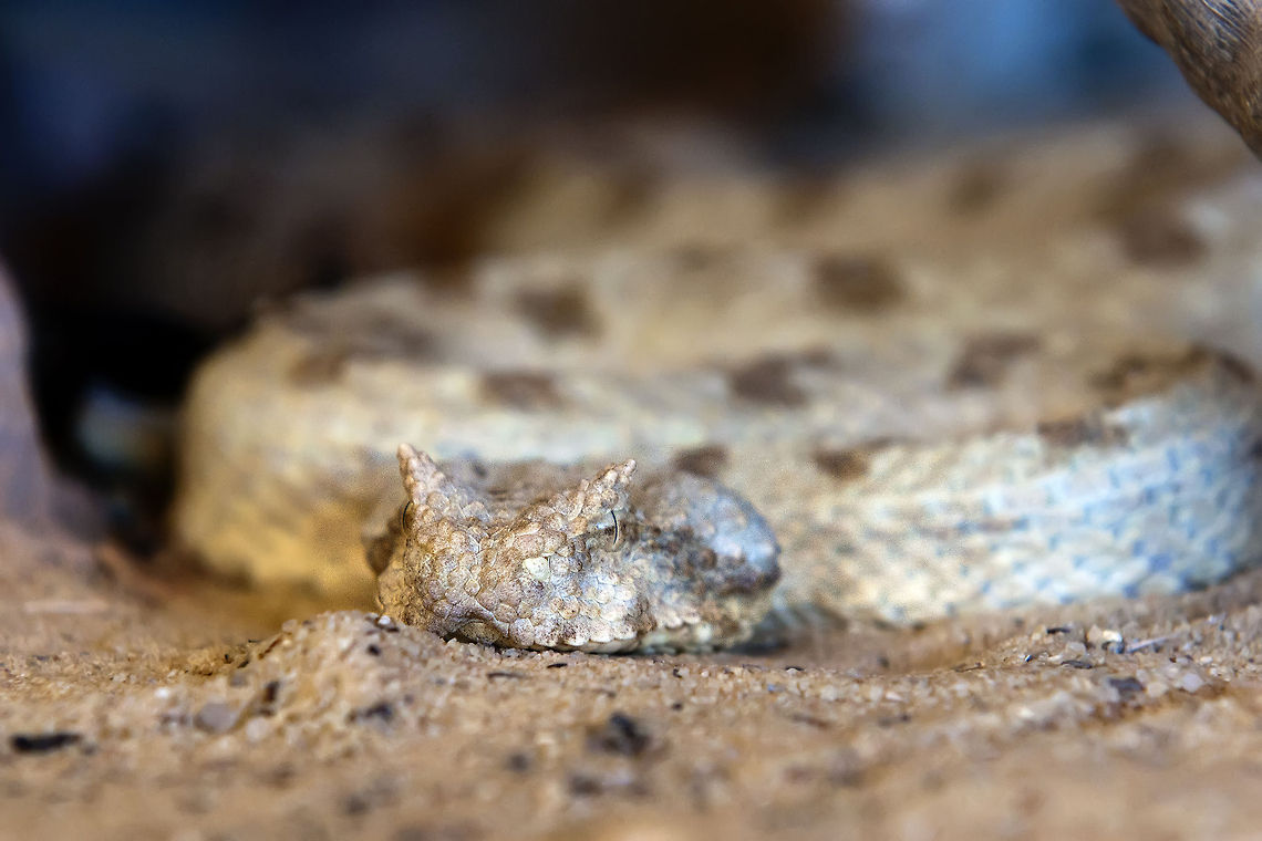 Field's horned viper (Pseudocerastes persicus fieldi) Remarkable fact: no anti-venom exists for this snake.  Geotagged,Israel,Pseudocerastes persicus fieldi,Reptilia,Serpentes,Viperidae,snakes