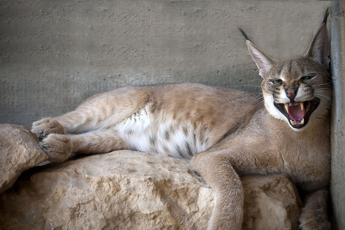 Caracal caracal A caracal laying down whilst roaring at the camera. Caracal,Caracal caracal,Felidae,Felis caracal,Geotagged,Israel,caracal,zoo