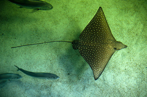 Stingray With fish Top view of a Stingray floating across the bottom of the waters. Aetobatus narinari,Dasyatidae,Geotagged,Rays,Spotted eagle ray,Stingray,fish