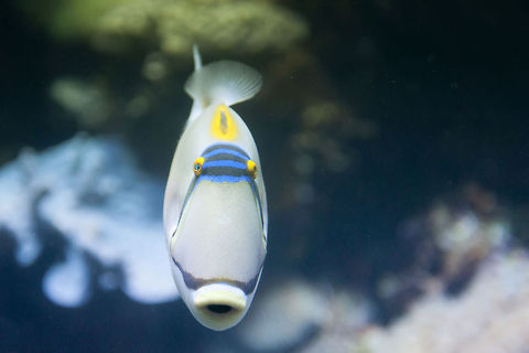 Red Sea Picasso fish  Arabian Picassofish,Geotagged,Picasso,Red Sea,Rhinacanthus assasi,Rhinecanthus assasi,fish