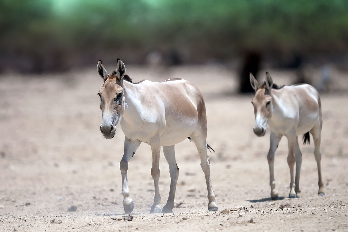 Pair of Onager (Equus hemionus) Two Onagers, Asian donkey-like species, walking in the hot baking sun. Asinus,Equus hemionus,Geotagged,Israel,Onager