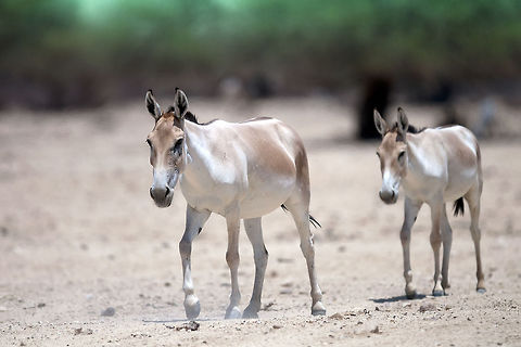 Pair of Onager (Equus hemionus) Two Onagers, Asian donkey-like species, walking in the hot baking sun. Asinus,Equus hemionus,Geotagged,Israel,Onager