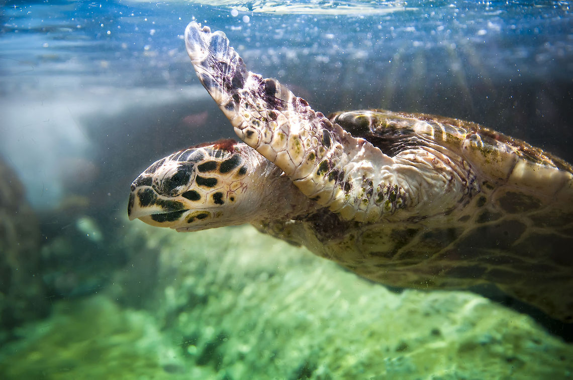 A hawksbill turtle swims just Side view of a turtle swimming. Geotagged,Hawksbill Turtle,Reptiles,Underwater