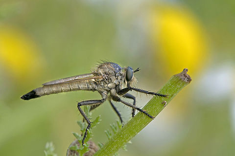 ROBBER FLY  Asilidae,Diptera,Insects,Macro,Robber fly,Varies