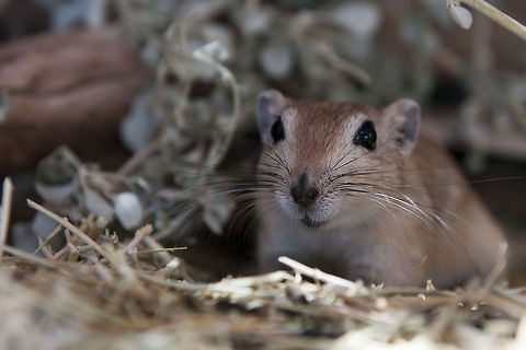 Psammomys obesus Sand rats mainly dwell in desert habitats, and are considered very important for human healthcare reasons. Sand rats are used to study diabetes but also because of their kidneys, which allow them to survive in harsh conditions with little water. Fat Sand Rat,Geotagged,Gerbillinae,Israel,Muridae,Psammomys obesus,Rodentia,Sand Rat