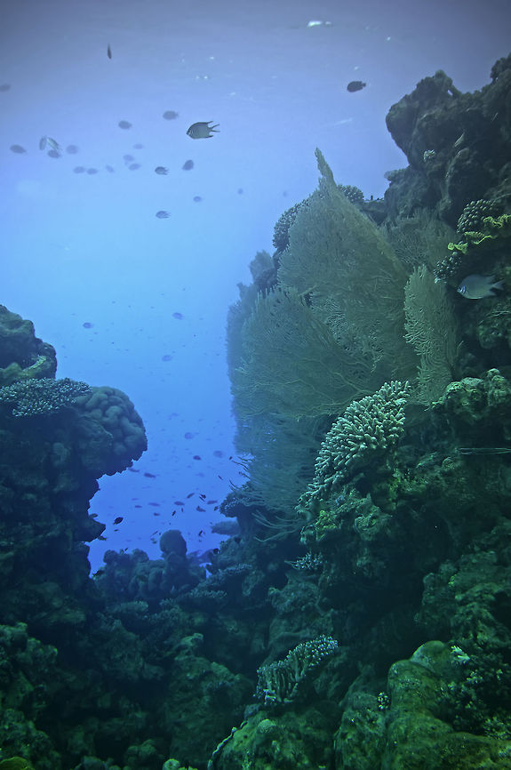 Coral  Anthozoa,Coral,Geotagged,fish,underwater