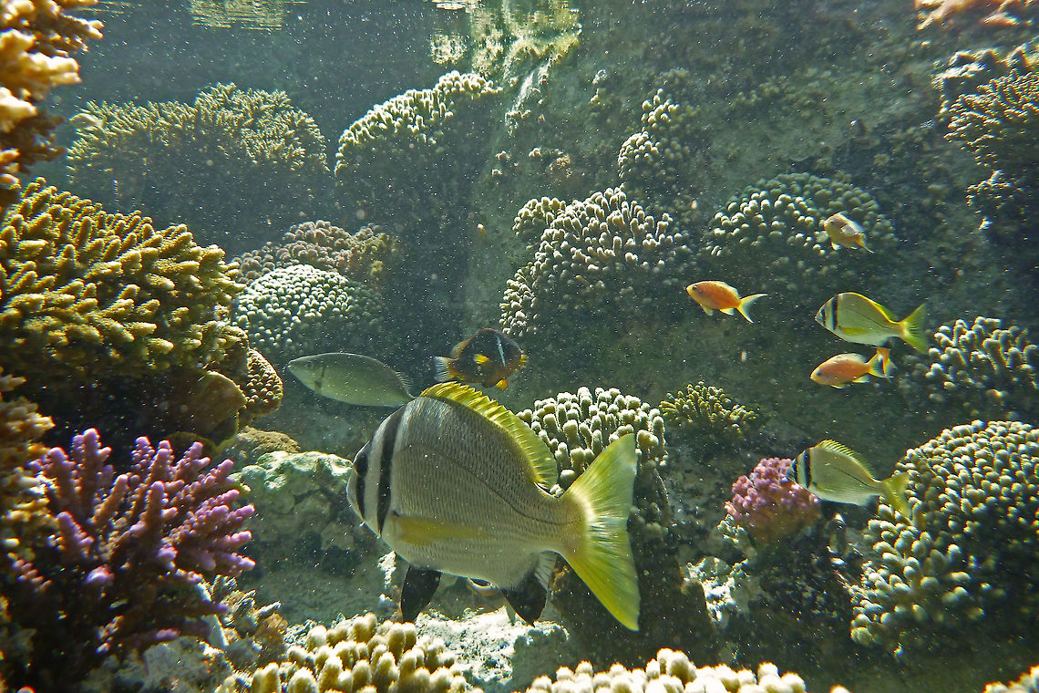 Two-bar seabream  (Acanthopagrus bifasciatus)  Acanthopagrus bifasciatus,Fish,Geotagged,Red Sea,Two-bar seabream,Twobar seabream,Underwater