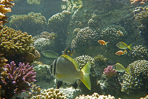 Two-bar seabream  (Acanthopagrus bifasciatus)  Acanthopagrus bifasciatus,Fish,Geotagged,Red Sea,Two-bar seabream,Twobar seabream,Underwater