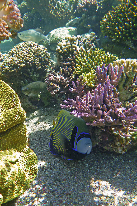 Emperor angelfish  Emperor angelfish,Geotagged,Pomacanthus imperator,angelfish,fish,red sea,underwater