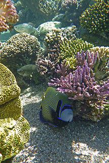 Emperor angelfish  Emperor angelfish,Geotagged,Pomacanthus imperator,angelfish,fish,red sea,underwater