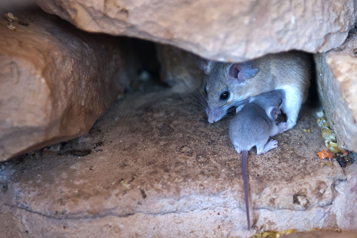 Cairo spiny mouse (Nursing)  Acomys cahirinus,Cairo Spiny Mouse,Cairo spiny mouse,Geotagged,Israel,Mammalia,Mus,Nursing,Rodentia