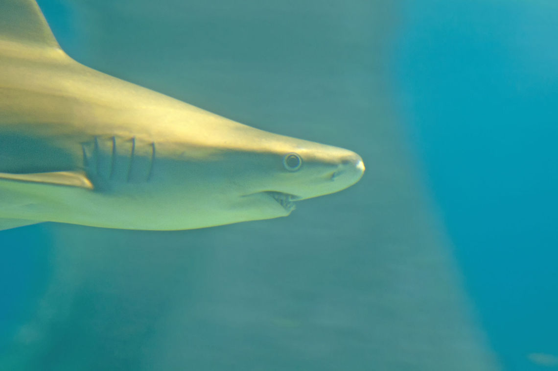 Carcharhinus  Carcharhinus,Carcharias taurus,Fish,Geotagged,Sand tiger shark,Sharks,Underwater,requiem shark