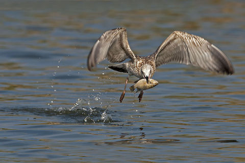Larus  hungry  Aves,Fish,Laridae,Larus