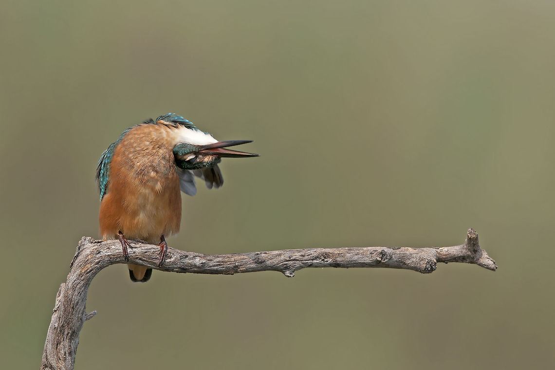 Kingfisher-bent neck  Alcedo atthis,Birds,Common Kingfisher,Geotagged,Israel,Kingfisher