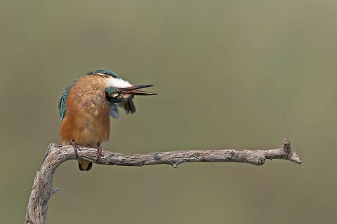 Kingfisher-bent neck  Alcedo atthis,Birds,Common Kingfisher,Geotagged,Israel,Kingfisher