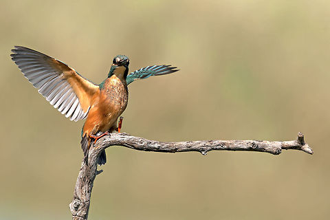 Beauty of the kingfisher  Alcedo atthis,Birds,Common Kingfisher,Geotagged,Israel,Kingfisher