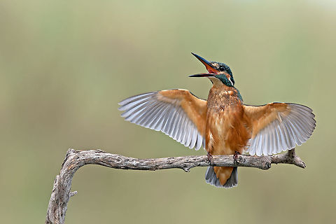 Kingfisher scream  Alcedo atthis,Birds,Common Kingfisher,Geotagged,Israel,Kingfisher