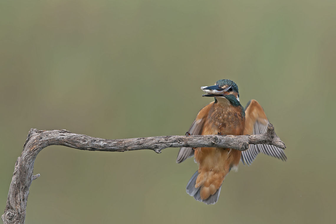 Kingfisher  landed  Alcedo atthis,Birds,Common Kingfisher,Fish,Geotagged,Israel,Kingfisher