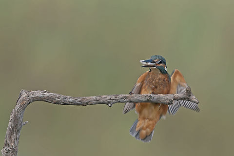 Kingfisher  landed  Alcedo atthis,Birds,Common Kingfisher,Fish,Geotagged,Israel,Kingfisher