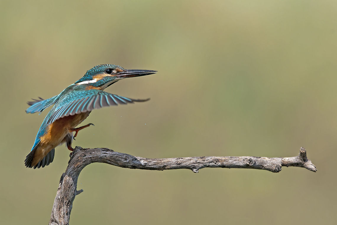 Kingfisher going. . .   Alcedo atthis,Birds,Common Kingfisher,Geotagged,Israel,Kingfisher