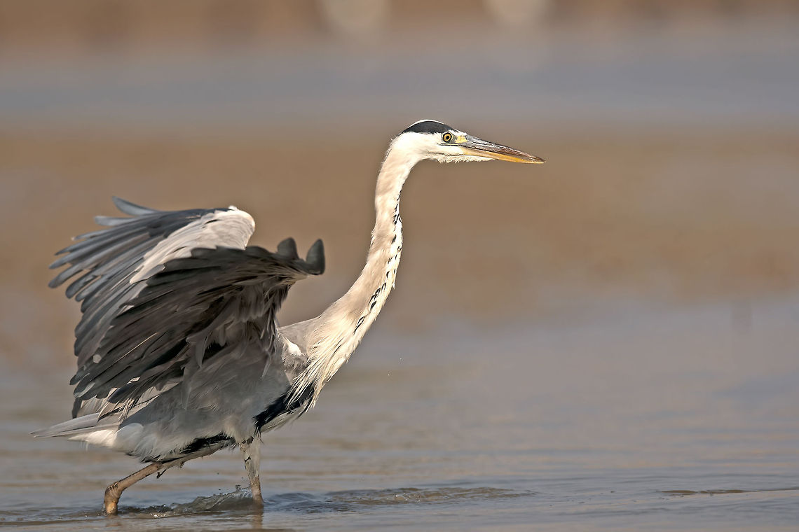 the grey heron  Ardea cinerea,Ardeidae,Aves,Geotagged,Grey heron,Israel