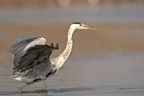 the grey heron  Ardea cinerea,Ardeidae,Aves,Geotagged,Grey heron,Israel