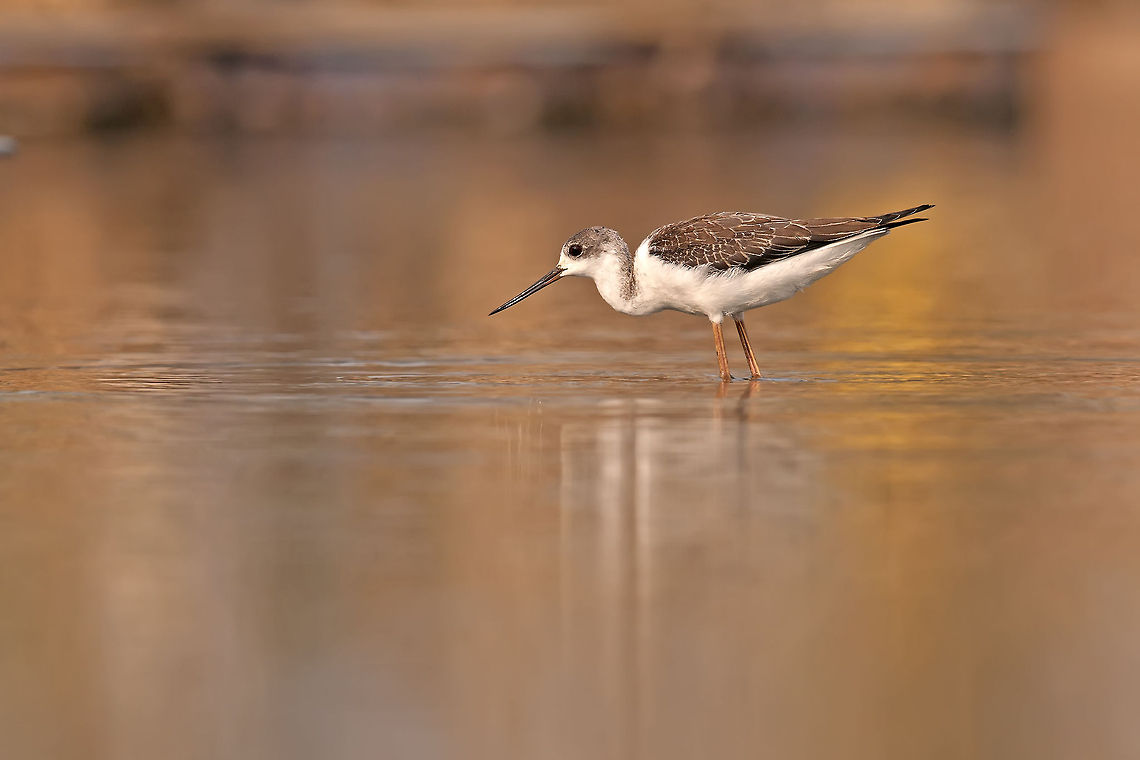 Black winged stilt  Aves,Black-winged Stilt,Himantopus himantopus,Recurvirostridae,himantopus himantopus