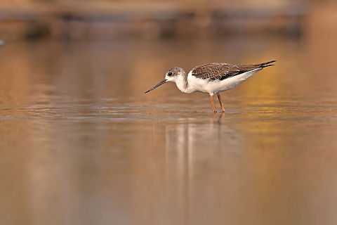 Black winged stilt  Aves,Black-winged Stilt,Himantopus himantopus,Recurvirostridae,himantopus himantopus