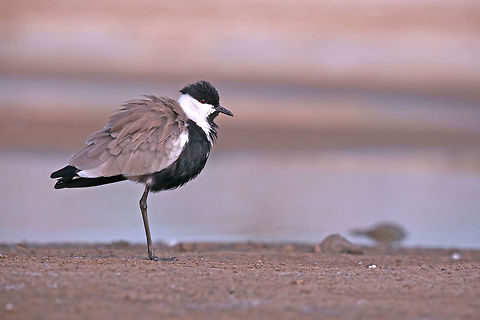 Vanellus spinosus  Aves,Geotagged,Israel,Spur-winged Lapwing,Vanellus,Vanellus spinosus