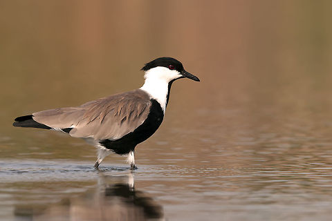 Spur winged Lapwing  Aves,Spur-winged Lapwing,Vanellus,Vanellus spinosus
