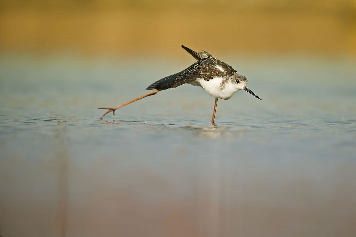 Workout "black winged stilt "  Aves,Birds,Common Stilt,black winged stilt,himantopu