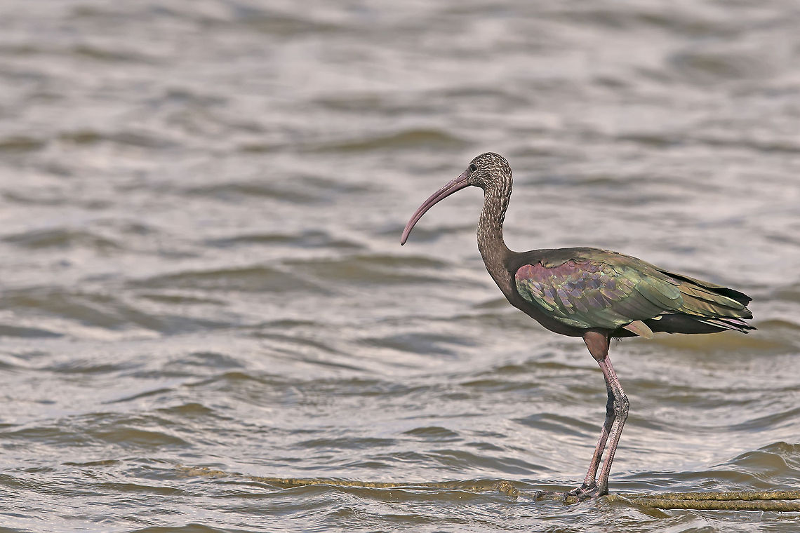 Glossy Ibis  Birds,Glossy Ibis,Ibis,Plegadis