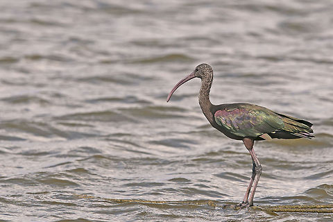 Glossy Ibis  Birds,Glossy Ibis,Ibis,Plegadis