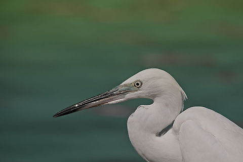 Egretta alba  Ardea alba,Aves,Great Egret