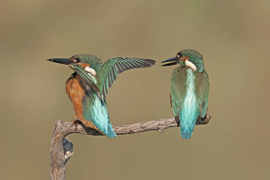 Two kingfishers  Alcedo atthis,Common Kingfisher,Geotagged,Israel,Kingfisher