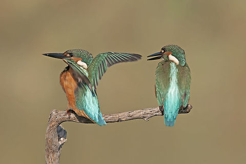 Two kingfishers  Alcedo atthis,Common Kingfisher,Geotagged,Israel,Kingfisher