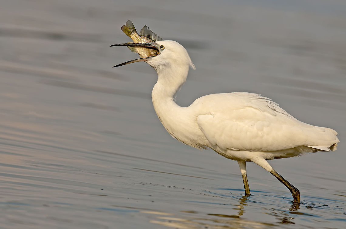 Great Egret  Egret,Fish