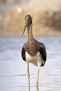 Ciconia nigra  Ciconia nigra Birds,Black Stork,Ciconia nigra,Stork